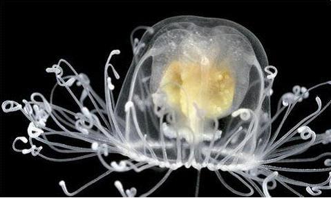 灯塔水母的直径只有4至5毫米