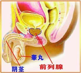 细菌性前列腺炎