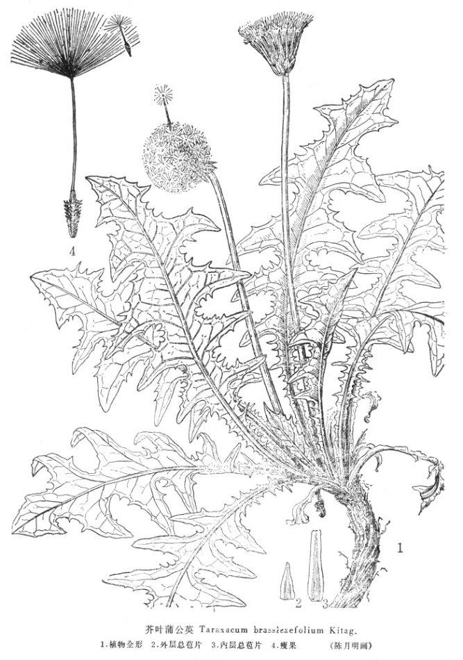 最新版本  中文学名:芥叶蒲公英 拉丁学名:taraxacum brassicaefolum