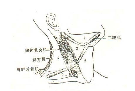 颈部肿块