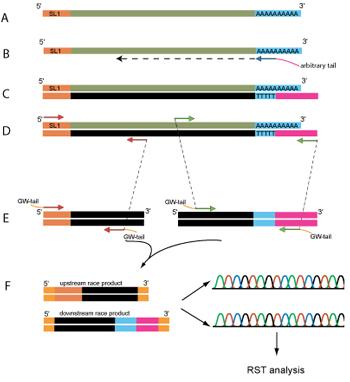 中文名称:rna引物 英文名称:rna primer 定义:dna复制时作为引物的小