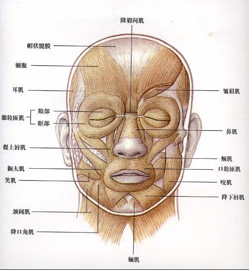 头部内伤见于头皮损伤,颅骨骨折,脑震荡,脑挫裂伤,颅内血肿和脑干损伤