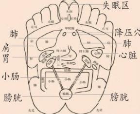 脚底反射区