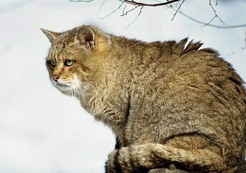 动物;与家猫的差别