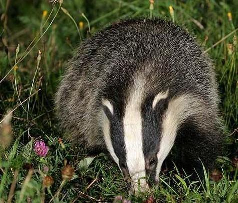 獾猪(hog-badger)又名拱猪,沙獾,是一种鼬科哺乳动物