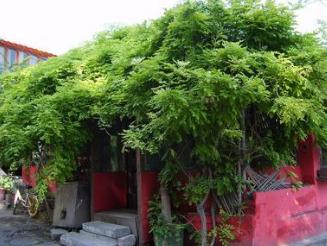 最好让藤本植物沿距离房屋0.3米左右的棚架向上攀爬.