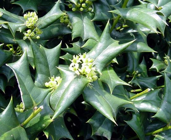 十大功劳(mahonia fortunei,别名狭叶十大功劳,细叶十大功功劳,黄