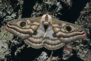 生物入侵(biological+invasion)是指生物由原生存