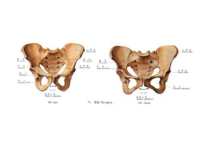 人体直立时,骨盆上口平面向前下倾斜,女性的倾斜度比男性稍大.
