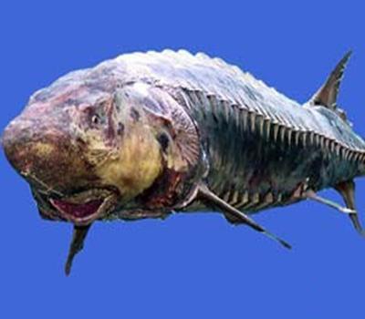 鳇鱼主产于黑龙江水域