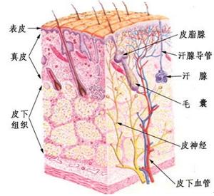 皮肤位于人体表面,是人体健康的第一道防线.具有十分重要的功能.