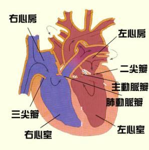 心脏瓣膜+-+搜狗百科