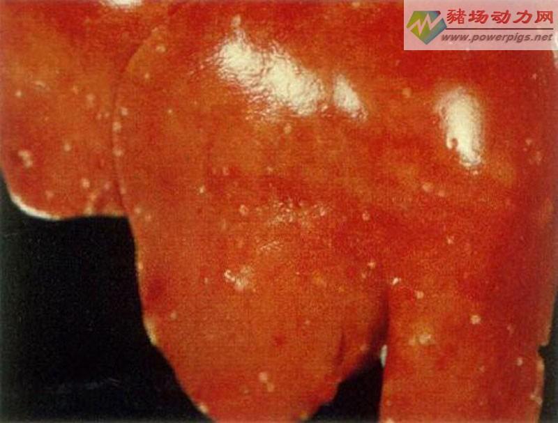 眼观主要见肾脏有针尖状出血点,其他肉眼病变不明显.