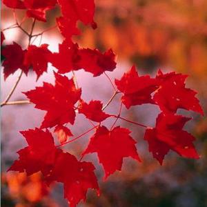 美国红枫秋火焰_美国红枫秋火焰前景_美国红