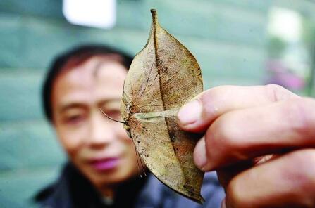 峨眉山的枯叶蝶,属于中华枯叶蛱蝶,姿美色丽,拟态逼真.