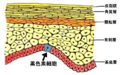 黑色素细胞