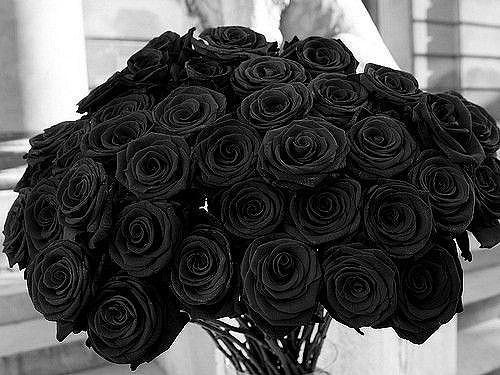 黑玫瑰(黑色玫瑰花卉)