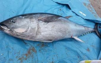 北太平洋蓝鳍金枪鱼外观几乎与大西洋金枪鱼完全相同,一些当局认为