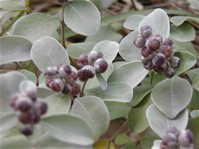 胜湿口服液的薄层色谱鉴别