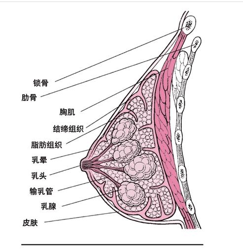 因此本病在乳房外上象限的机会较多. 2.病理形态