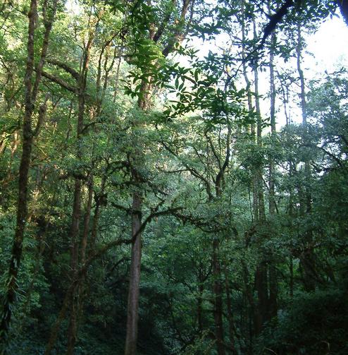 季风常绿阔叶林生态系统,保护自然保护区内野生茶树生态群落,位于云南