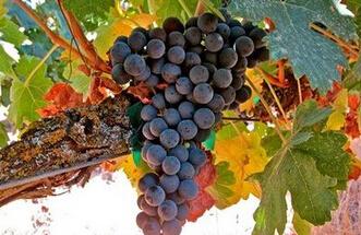 杜埃罗河岸 ribera  西班牙的葡萄品种很难在葡萄牙有出色的表现,丹魄
