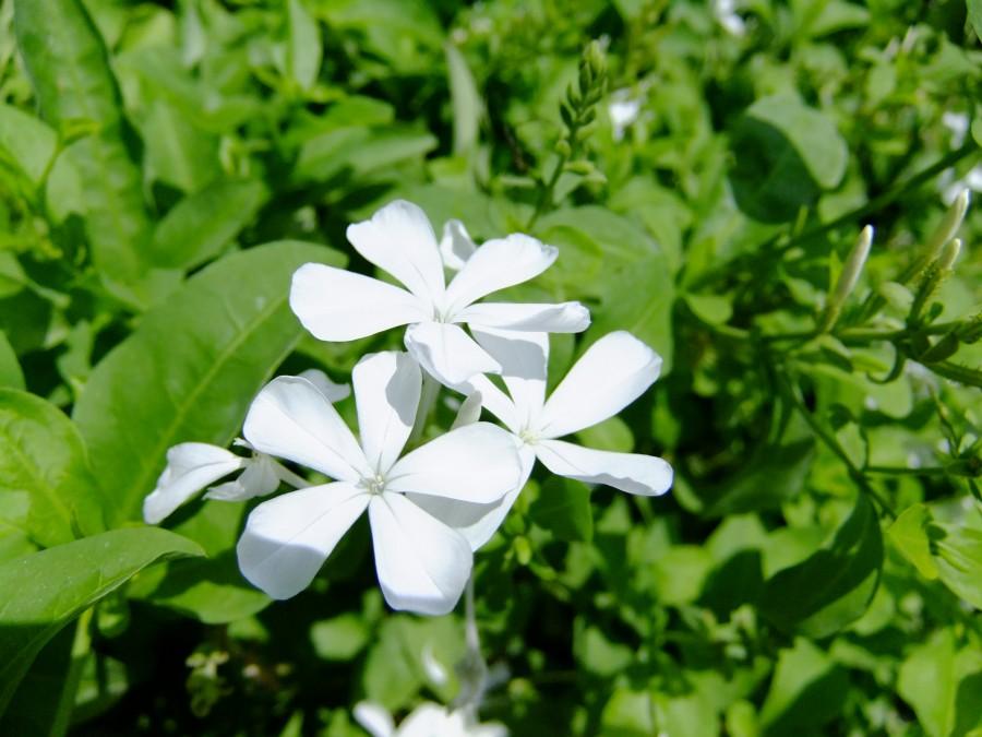 (《福建民间草药》) ④治跌打扭伤,蛇咬伤,恶疮:白花丹鲜叶三至四片