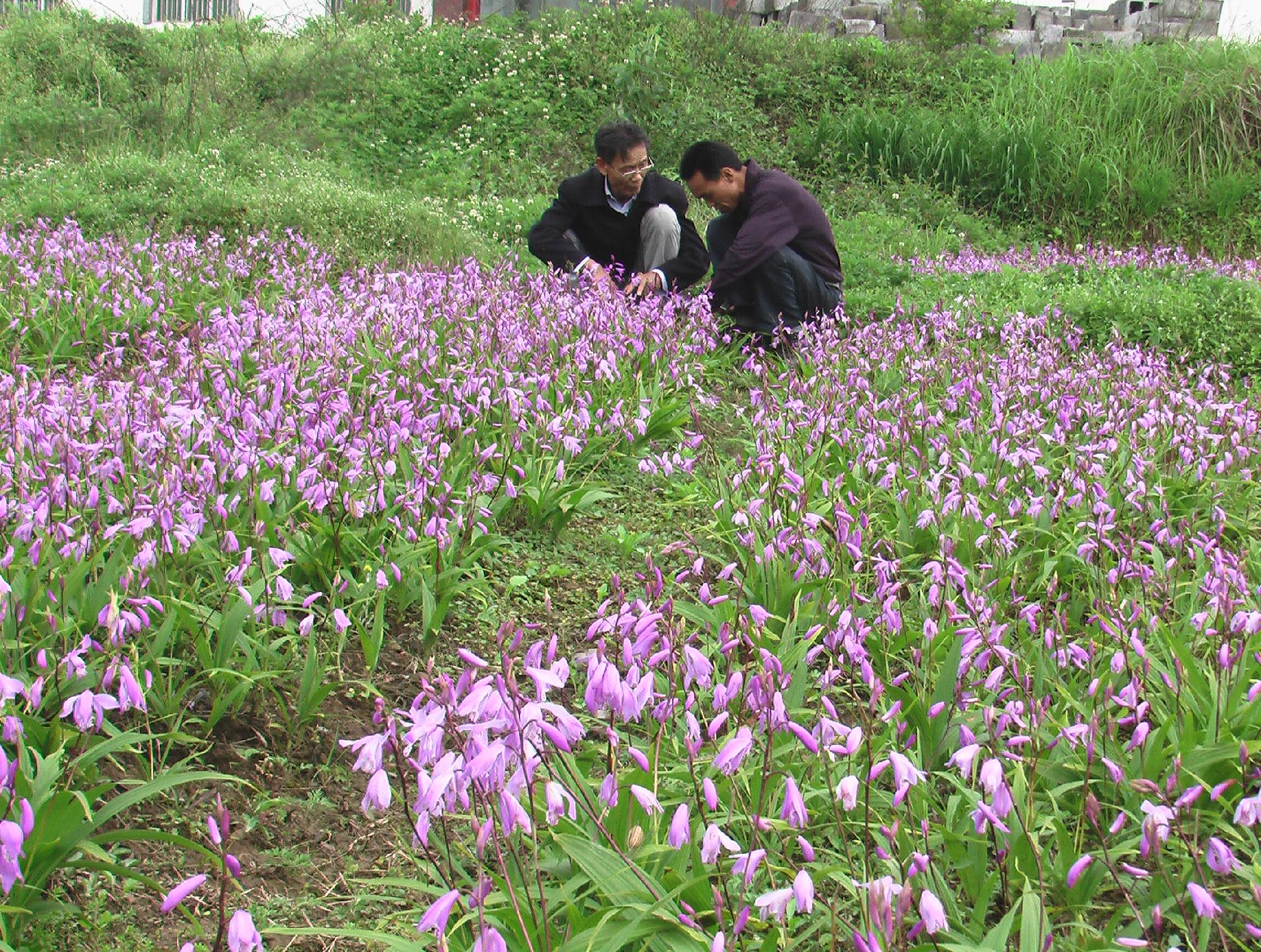 白芨-+搜狗百科