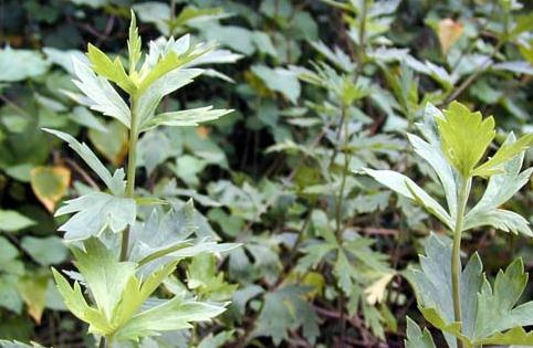 脉微细,但昏昏欲睡,小便白色):用麻黄(去节)二两,甘草(炙)二两,附子