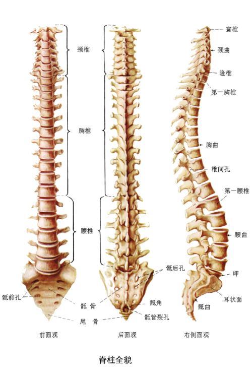 颈椎椎管狭窄症+-+搜狗百科