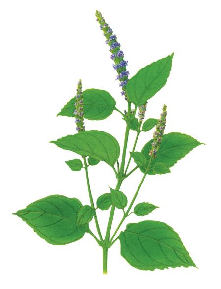 广藿香+-+搜狗百科