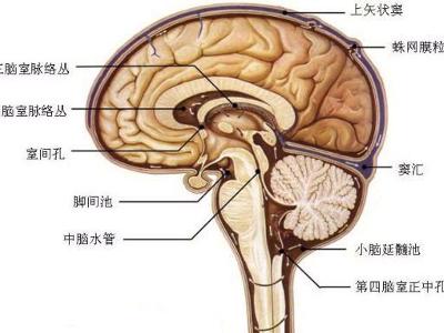 怎样增加白细胞快速增长 0