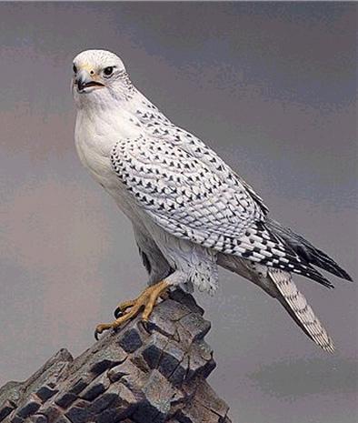 隼是什么类动物 0