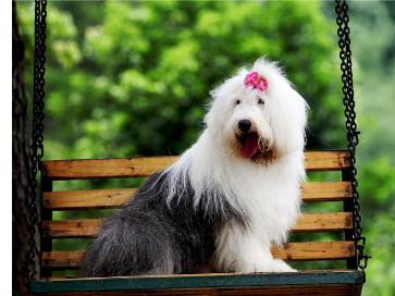 英国古代牧羊犬