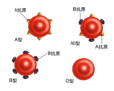 中国人口血型比例_中国人血型地理分布图(3)