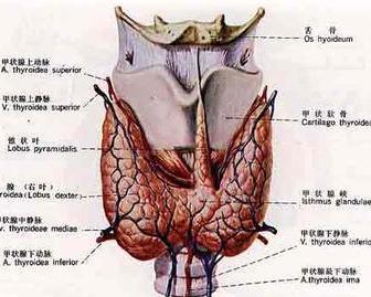 甲状旁腺功能减退症