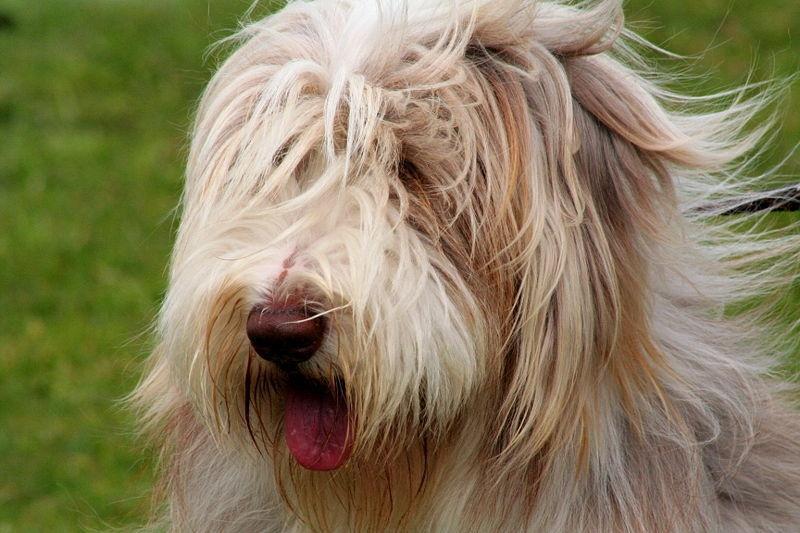 图册:古代长须牧羊犬图册