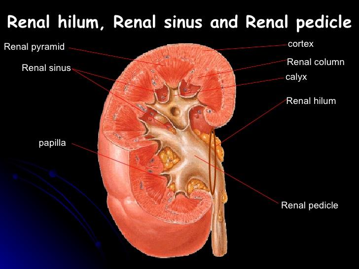 肾门的结构,即肾动,静脉,肾盂,淋巴管和神经,合称肾蒂kidney pedicle