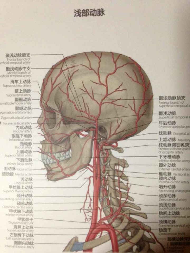 添加义项 同义词  收藏 分享 编辑词条 中文名 颞部  位置 太阳穴