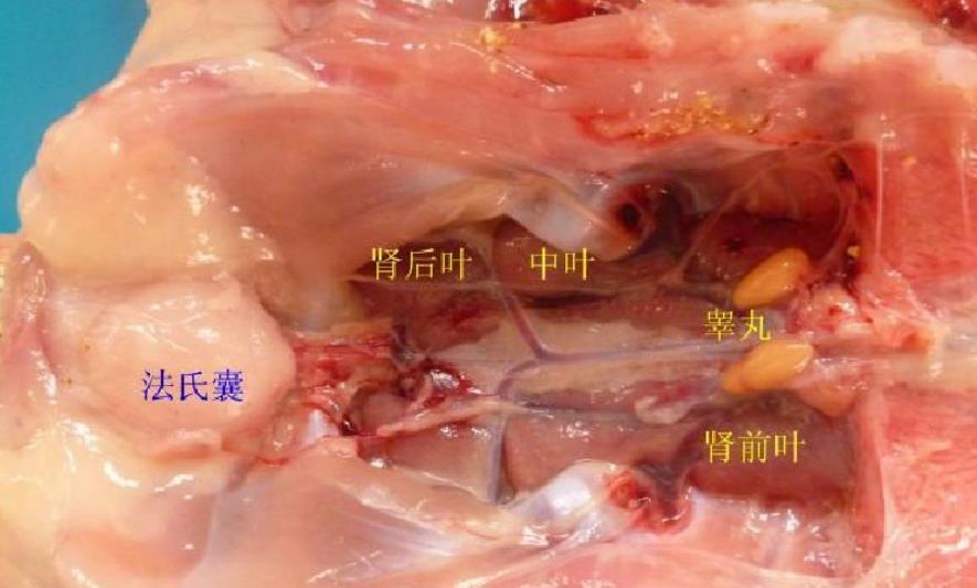 鸡肾