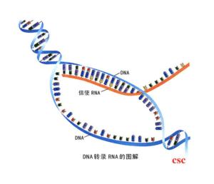 复制与转录的关系