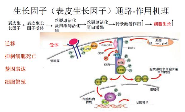 表皮生长因子