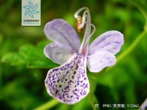 河南省 云南省,日本分布区域莸亚科 caryopteridoideae亚 科管状花