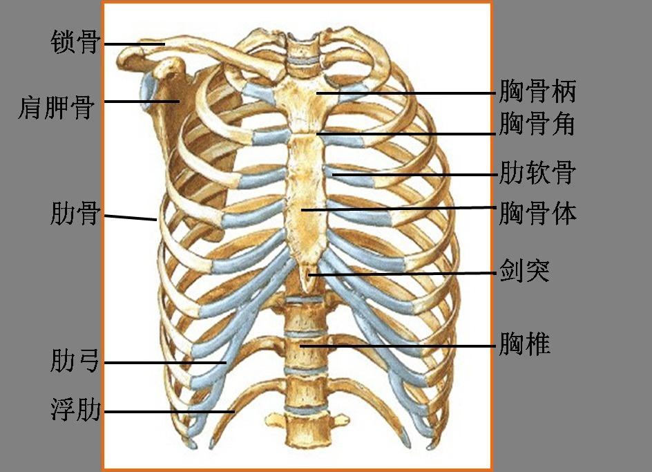 胸壁疼痛