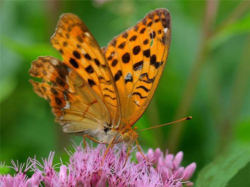 昆虫种名:虎斑蝶(黑脉桦斑蝶) danaus genutia (cramer)