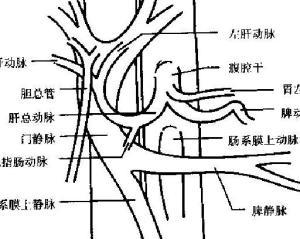 腹腔干分支