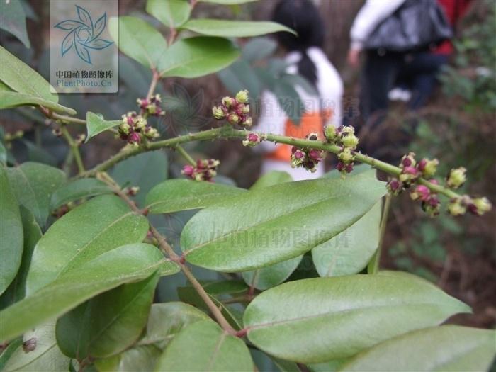 花椒如何去除刺 0