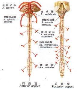 脊髓动脉有两个来源,即椎动脉和节段性动脉.