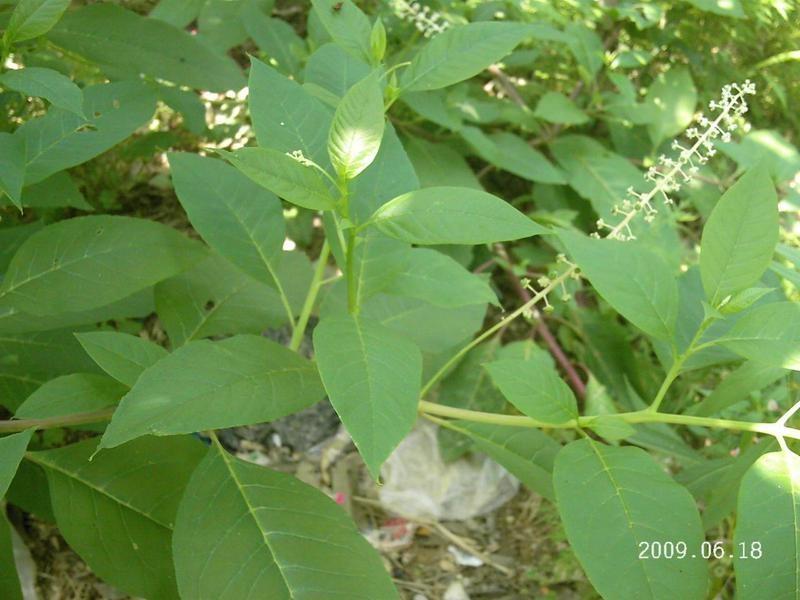 商陆(商陆科商陆属植物) - 搜狗百科