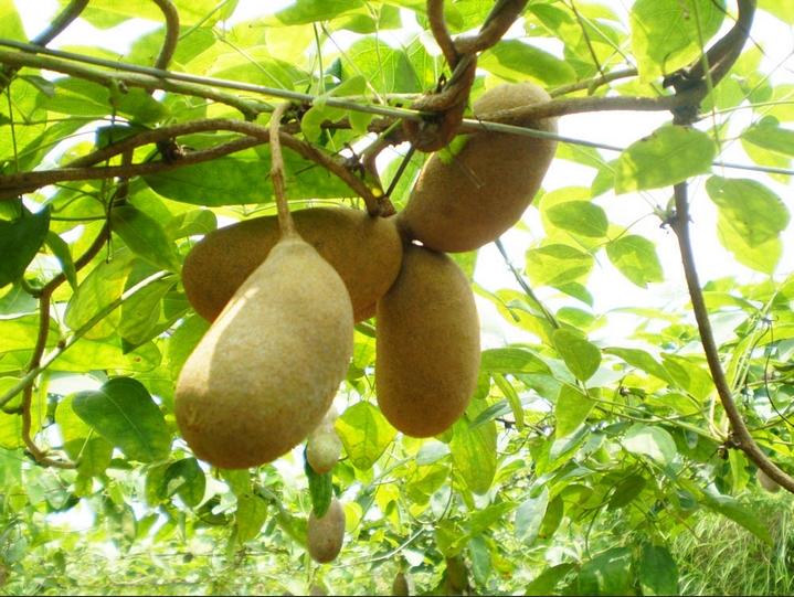 全部版本 历史版本  【别名】香蜜瓜,牛腰子果,六月瓜,小八瓜,哪瓜,黄